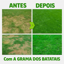 Sementes de Grama Batatais - Incrustadas (REVESTIDAS)