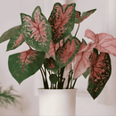 Tinhorão Caladium para Plantar – Premium Mix de Cores