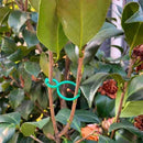 Suportes Clipes De Cintas Para Plantas  - Plant Holder
